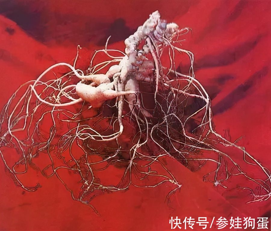 野生人参纯度鉴别