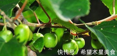 光氨基酸|生长于野外的“它”营养较高,希望你不要错过了,市场潜力不错!