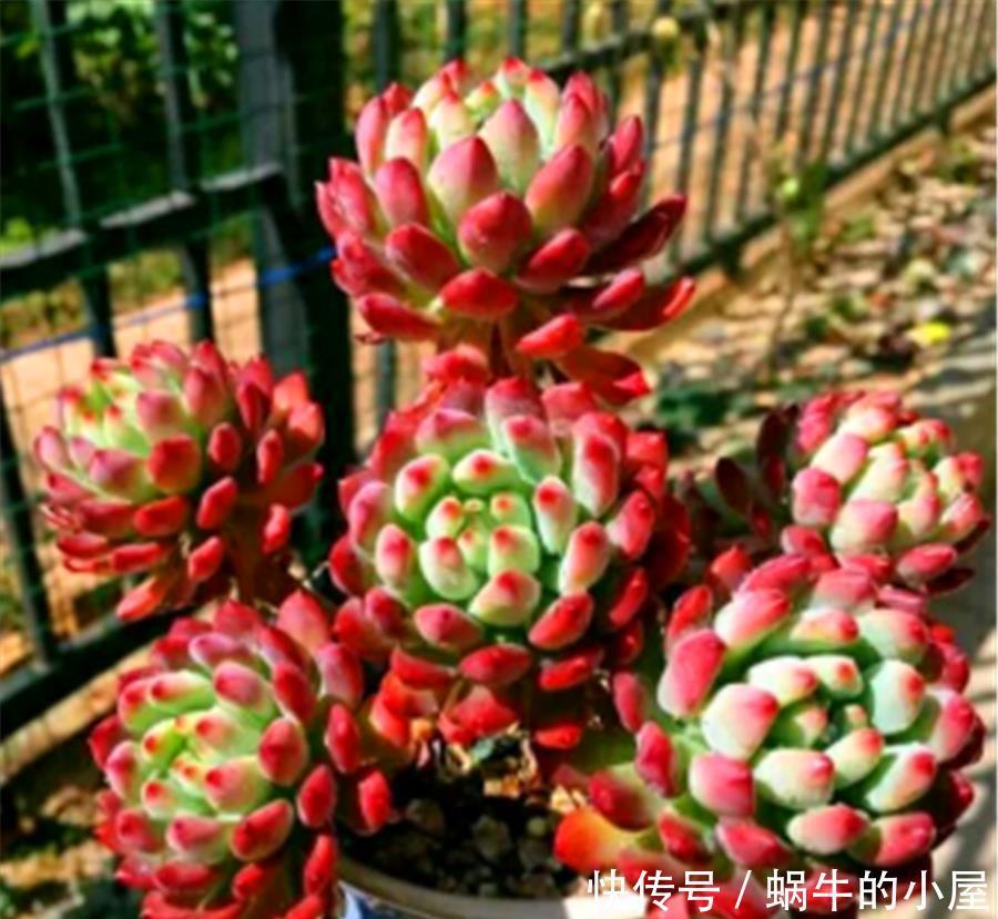 新买的多肉为何容易烂根死亡?从5点找原因,成活率翻三倍