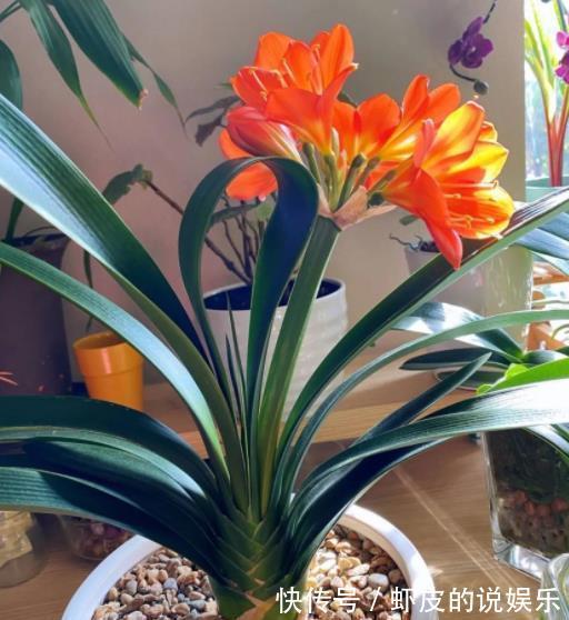 秋冬室内养花,2个要点要牢记,不然花花黄叶难过冬,别大意