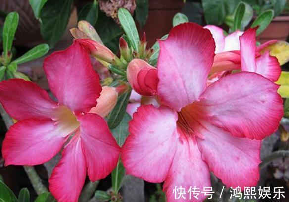 小齐|沙漠玫瑰叶子掉光了怎么办从3点入手，让它快速长叶开满花