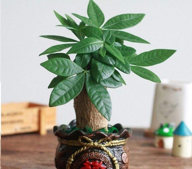 风信子|这18种超级好养的植物,养花新手也能养的很好!