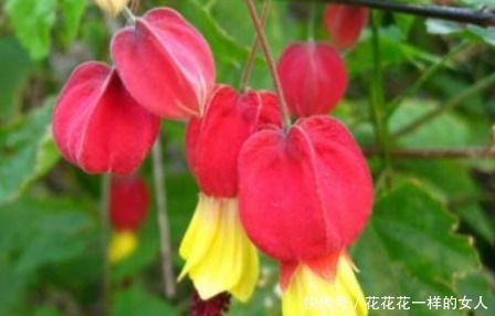 养花|新手养花,不如养盆花中精品“糖果雪山”,花开清新淡雅