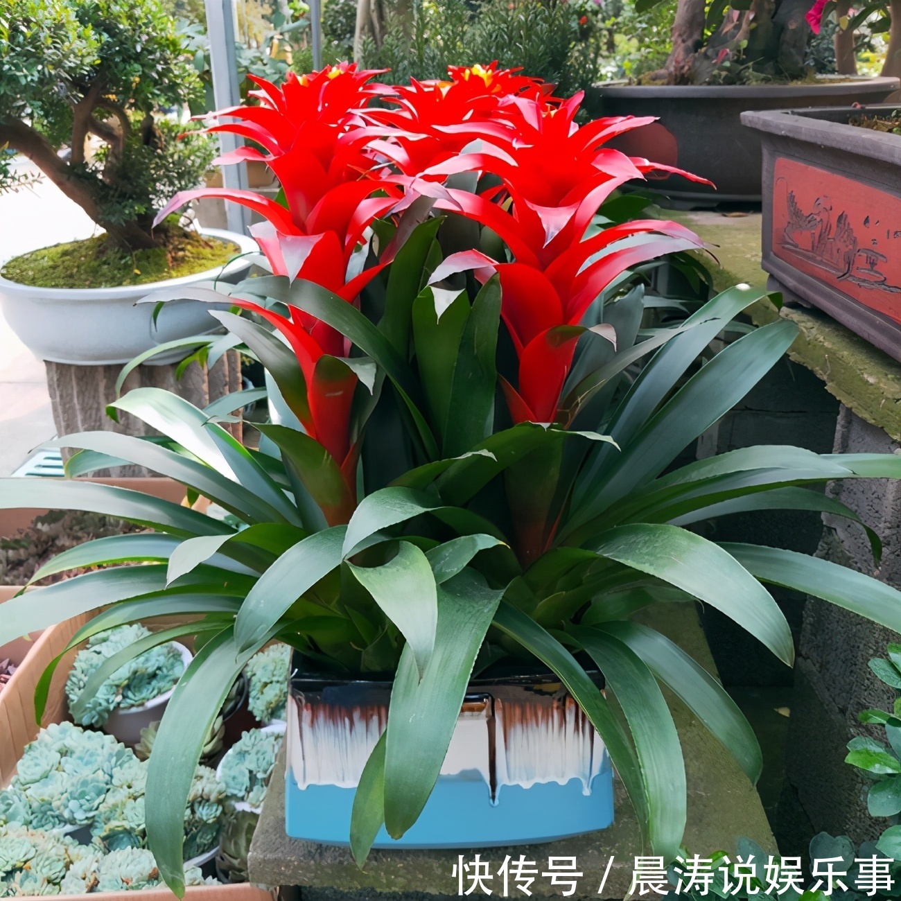 8种“吉祥花”,客厅养一盆,高贵又大气,养人又“旺家”