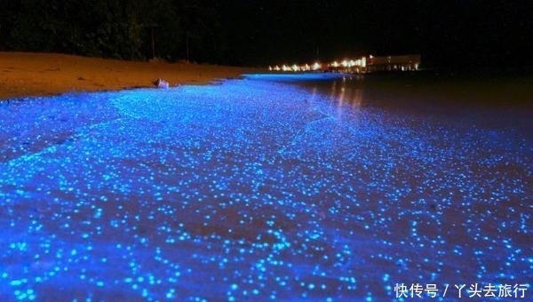 地球 浮游生物,地球上最早的一批“原住民”生物!