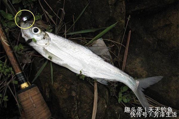 泥鳅钩钓翘嘴方法，民间钓大翘嘴第一杀招，米级翘嘴不难钓