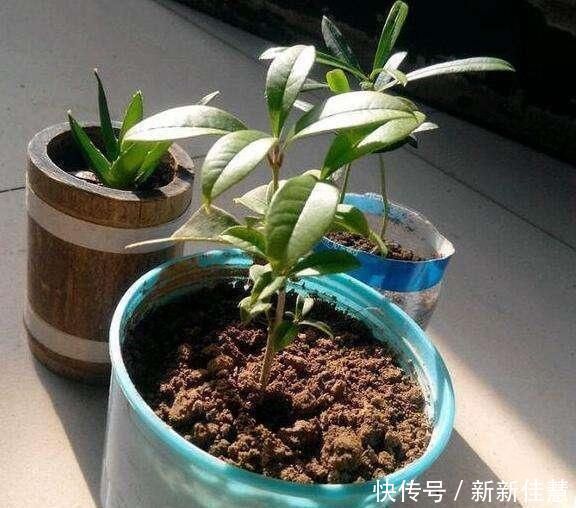 扦插|谁说天热不能扦插，这3种花这样做，呼呼冒白根长疯了