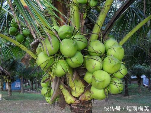 椰子|海边发了芽的椰子,才是真正的宝贝,里面这东西好吃极了