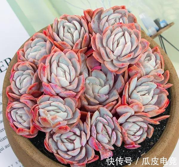 谁说多肉都是一个样,她养的多肉就与众不同,叶片如花,香气浓郁