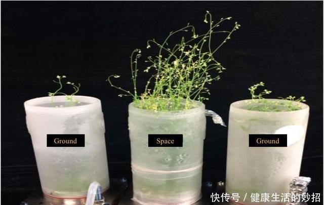真技术活!在没有空气和水的太空如何种粮种草!