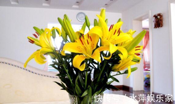 百合|家中养盆“黄百合”花语财富与高贵,花美色艳,养上一盆值了
