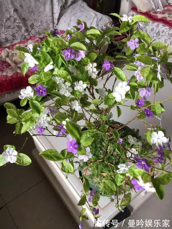 茉莉香|1种花有茉莉香，花儿同时开三色，一开300多天，新手养得好