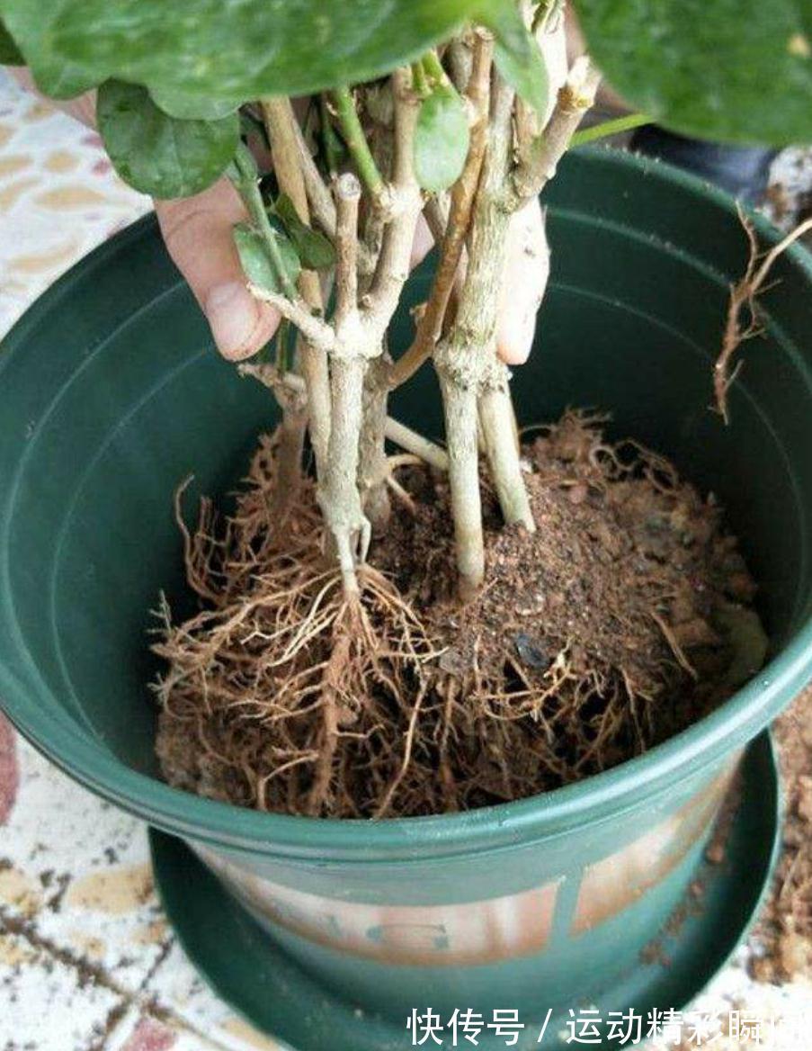 茉莉花生长季这样养,新枝新叶萌发快,花满枝头花香浓