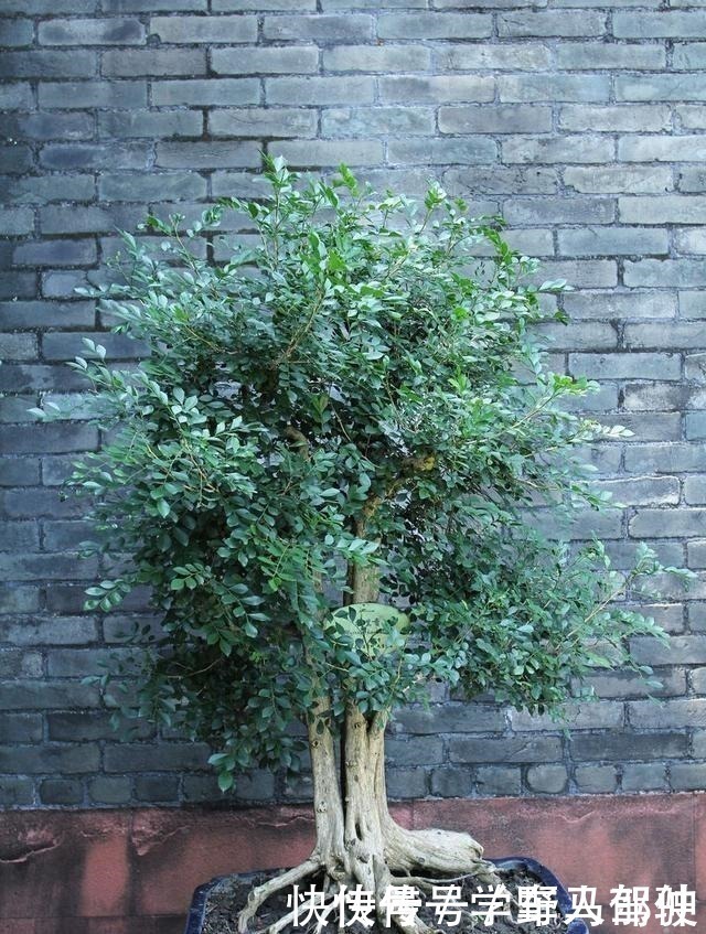 小花|不是我吹,此花我国最香,净化空气效果是绿萝10倍,落土里就活!