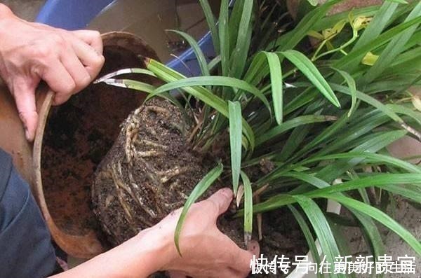 肥厚|给“3种花”换盆,一定不能浇“定根水”,否则烂根多,容易死亡!
