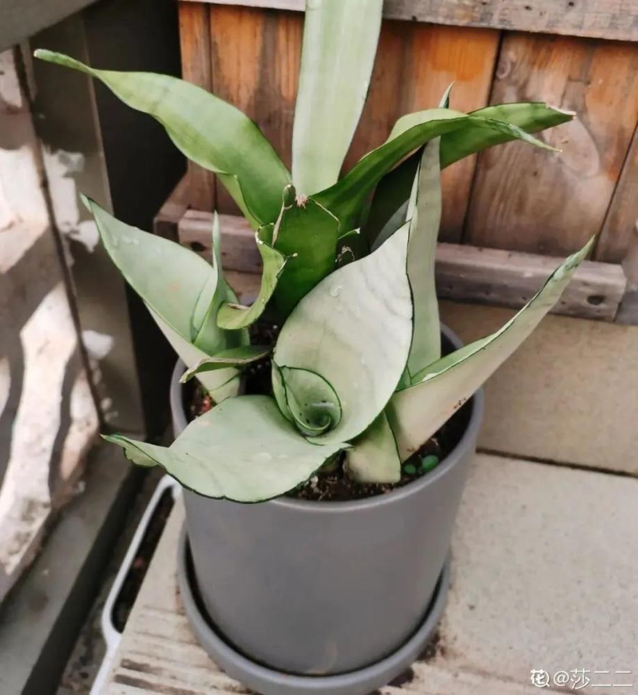 5度以下,常见的21种花必须断水,不然都烂根了