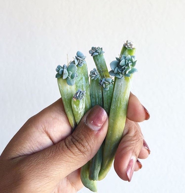 “塑料瓶”竟是养花神器，学会“4种”用法，一生受用、养花旺