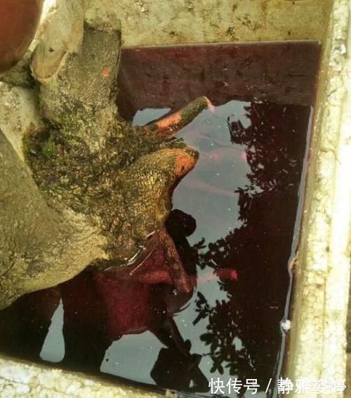 栽培|清香木盆景下山桩怎么栽培更容易成活?