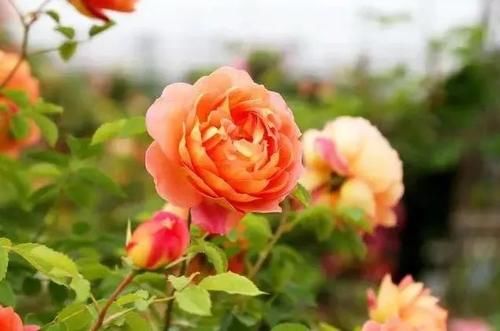 月季花老枝花朵已经开败,笋芽还全是花苞,该如何修剪?