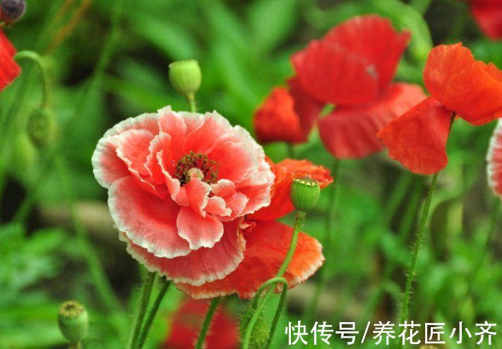 彼岸花|5种漂亮花“不吉利”，讲究人都不敢养，其实你可以从别的角度看