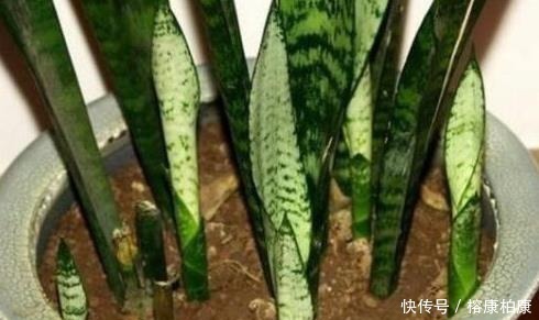 绿植|厨房这些东西用来养虎皮兰，很快长出侧芽一盆变几盆，省钱又方便