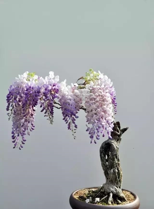 世界上又一奢侈品《盆栽》一盆就是一座房子!