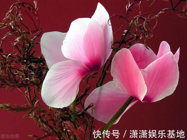 复合肥|天气转暖，建议少买4种花，观花时间短不说，还难度夏