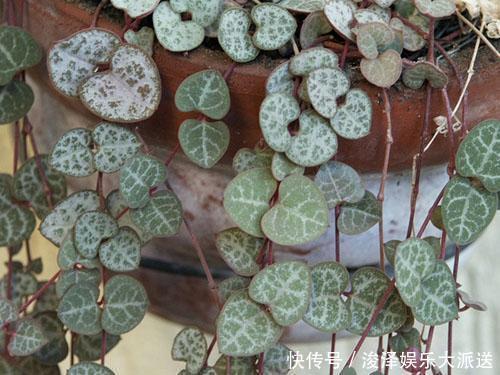 地儿|有地儿不放偏要挂起来没错,挂起来长得更好!