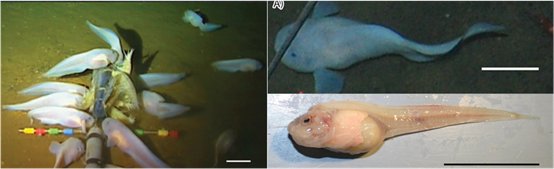 仿生机器人以柔制刚，游到1万米海洋最深处