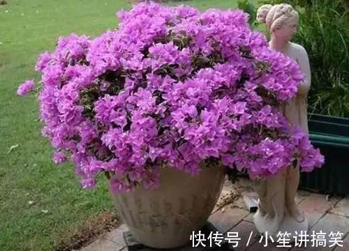 家里养三角梅，总是不开花掌握4个要点，花开不停，花色更艳