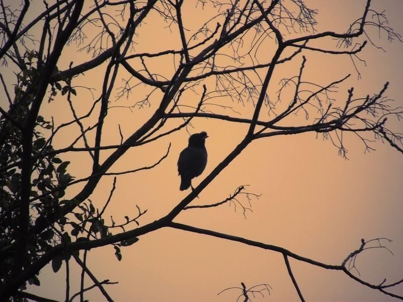 惨淡黄昏，登楼一望，渺茫烟树|每日好诗词| 青山长