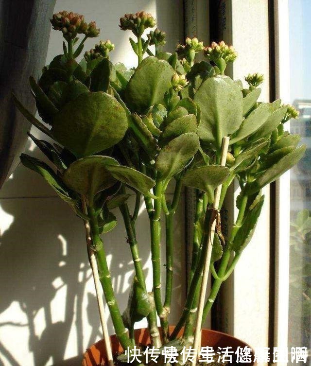 羡慕|长寿花不是小巧一盆,长成一米高的“大老桩”,别羡慕自己也能养!