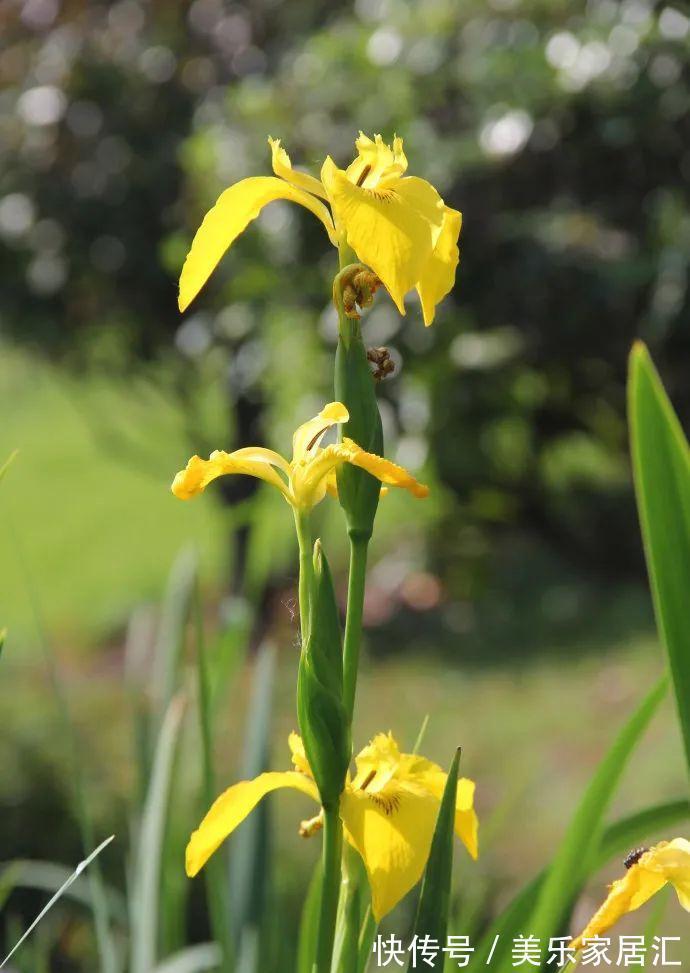 鸢尾类|喜欢生长在水边的黄菖蒲,开着奇妙的花,暗藏传粉的“招”!