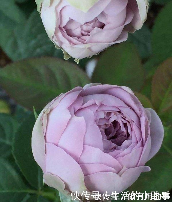 25款包子型月季,花开永不败,大花好养又丰花,新手推荐种植!