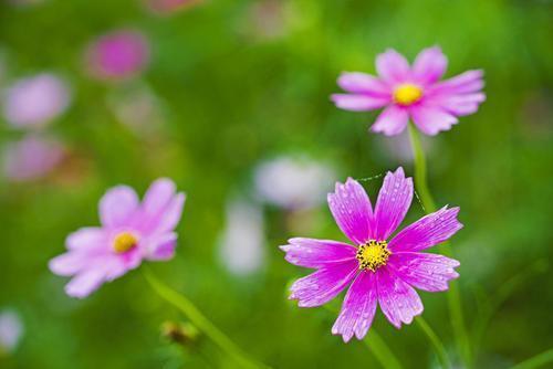 人生不能贪求舒适,要学会借助压力来激发生命中的活力