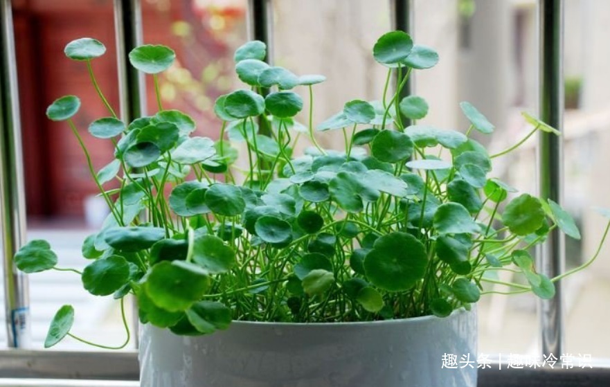 这五种喜欢水的植物，随便浇水都不怕，适合新手养