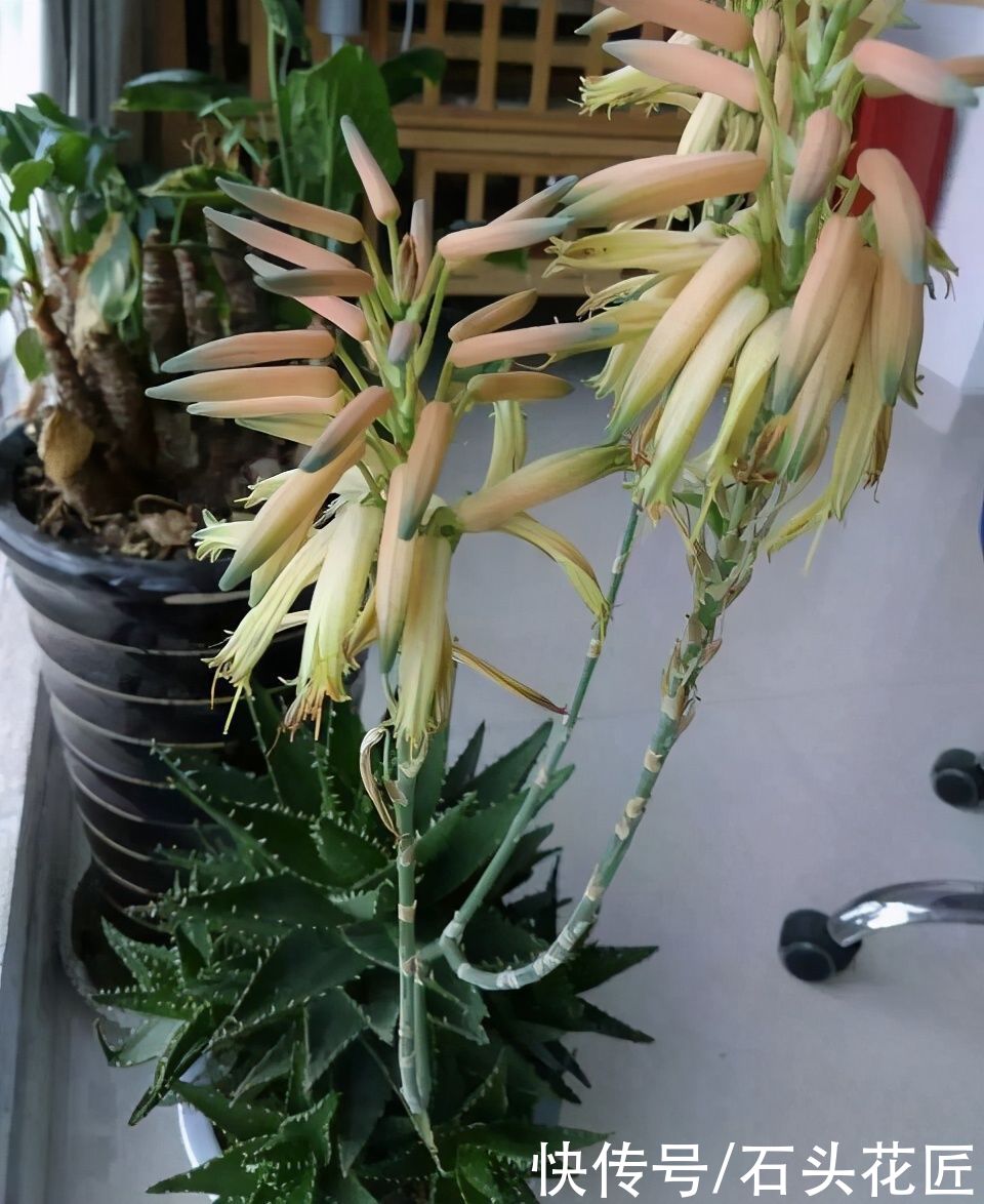  4种花很常见，很多人没见过它“开花”，看看这花漂亮吗？