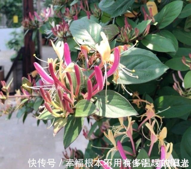 阳台|此花去火、解毒、散热，适当食用益处多，家里有阳台要种2棵！
