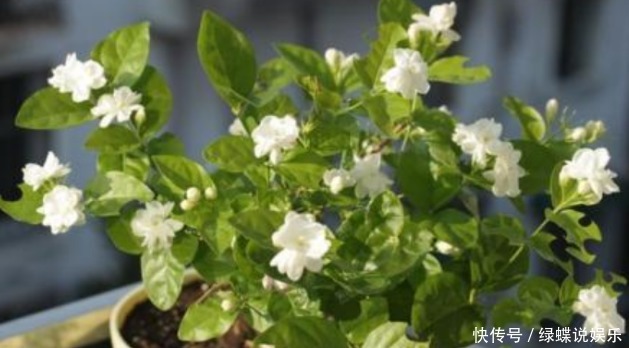 新手|新手养花,掌握3个要领,次次开花“爆盆”,一开就三个月!