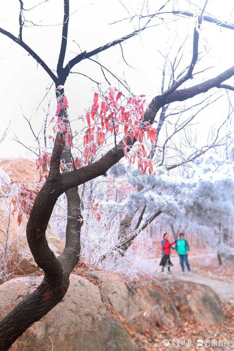 深冬在日照大青山遇见雾凇，银丝闪烁美不胜收|情报站| 深冬在日照大青山遇见雾凇，银丝闪烁美不胜收\＂,\＂i12\＂:\＂情报站