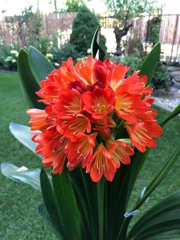 氮肥|君子兰长得太慢学几招,叶子猛长花开不断,美翻天!