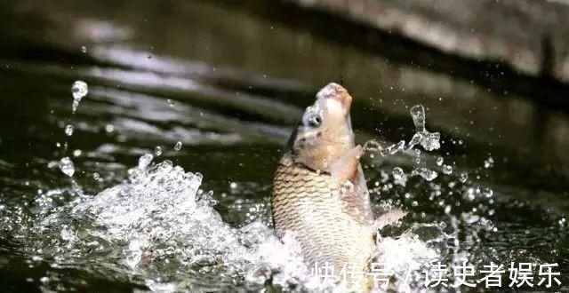 钓鲤鱼的最关键的2点，你知道吗老钓友为你解答
