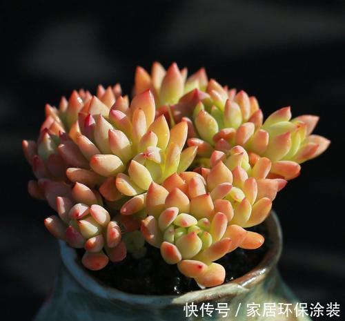 果冻色|多肉小美女,好看又好养,易群生长满盆,养成果冻色老桩!