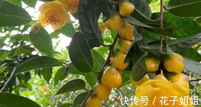 它被誉为“植物大熊猫”,花大如盆,金黄通透,观赏食用两不误!