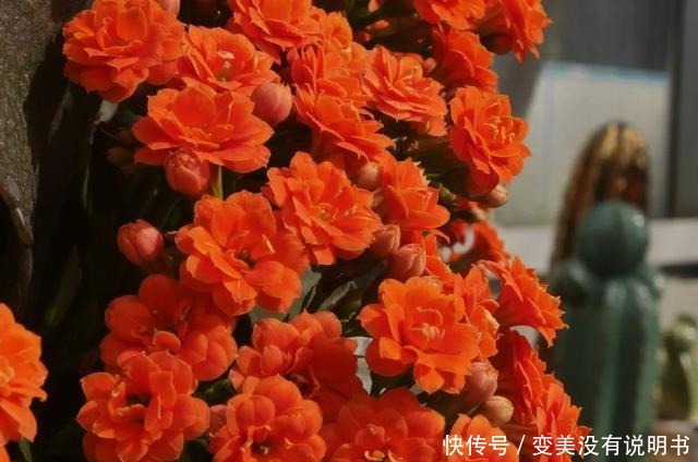 中年|“共同战疫,线上游园”第十期——“宅”在展览温室二中的花儿们!