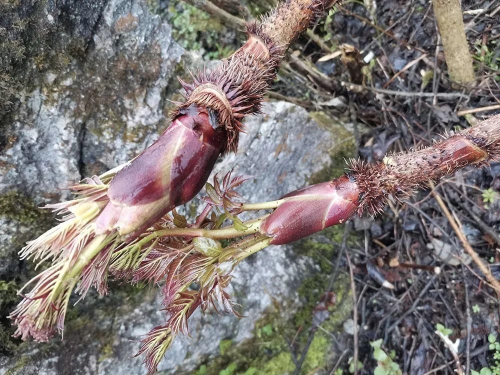 此树满身刺,但树芽却是极品野菜,营养不输人参,出口80元一斤