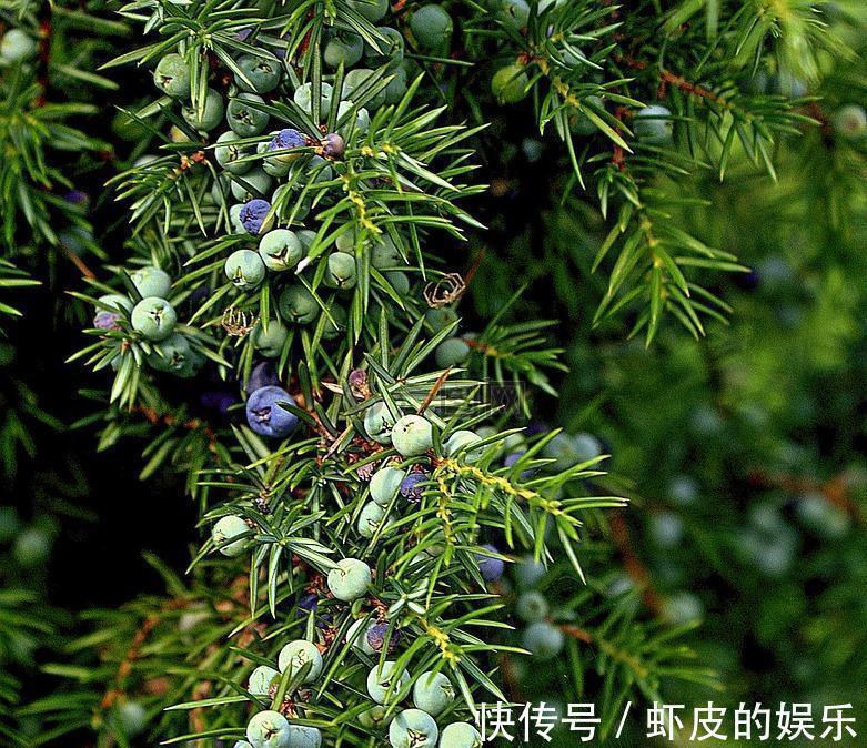 农村一种树木,以前农家人用来做家具,殊不知盆栽做成盆景很漂亮