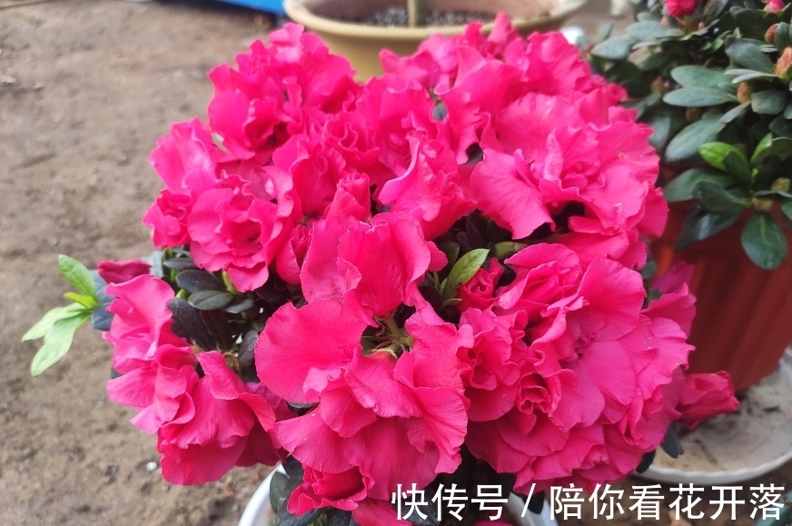 养花人都有的“迷惑行为”,只有爱花之人才懂,看看你中了几条