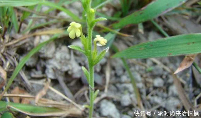 此物若认识可当“宝”,不认识便当草,目前价值千元一斤