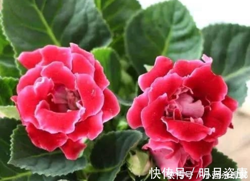 大岩桐|4种花漂亮又好养,比牡丹好看,花儿轻松开爆盆,适合阳台盆栽